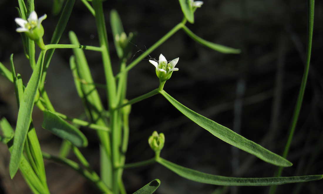 Image of Thesium ebracteatum specimen.