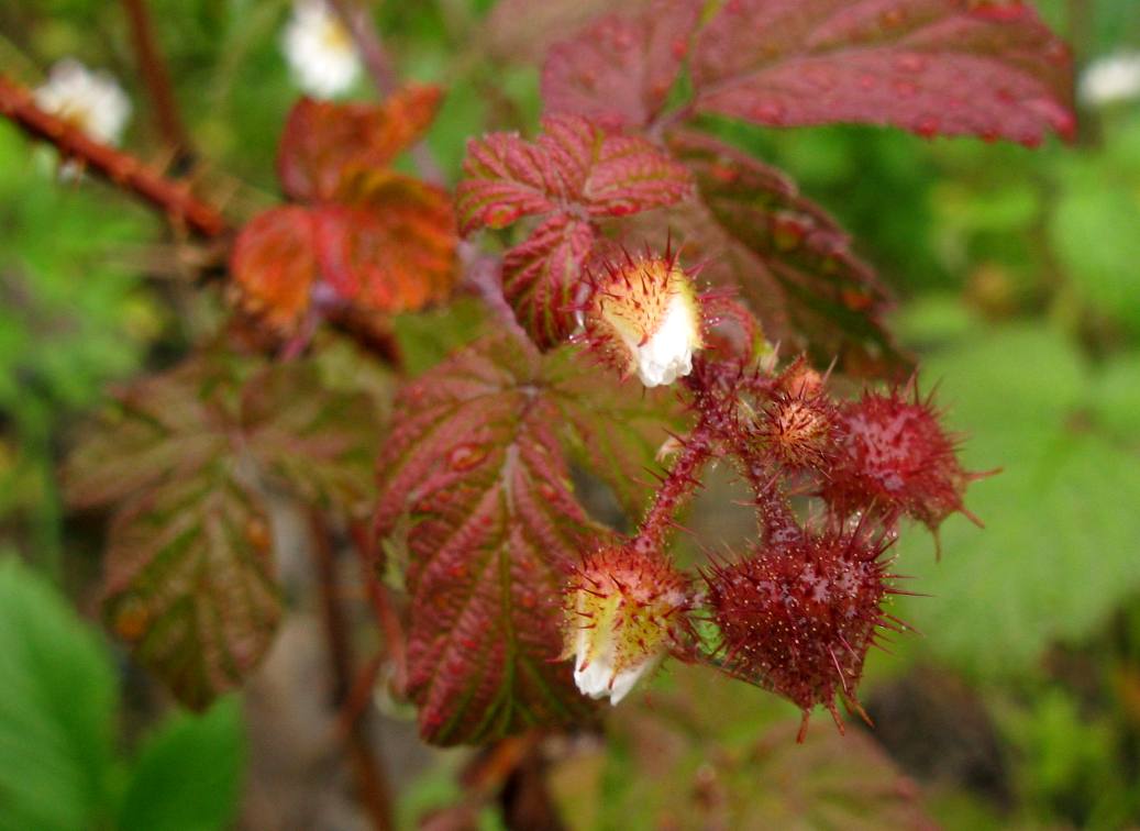 Изображение особи Rubus matsumuranus.