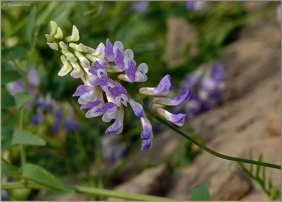 Image of Vicia biennis specimen.