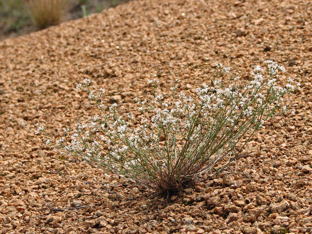 Image of Asperula montana specimen.