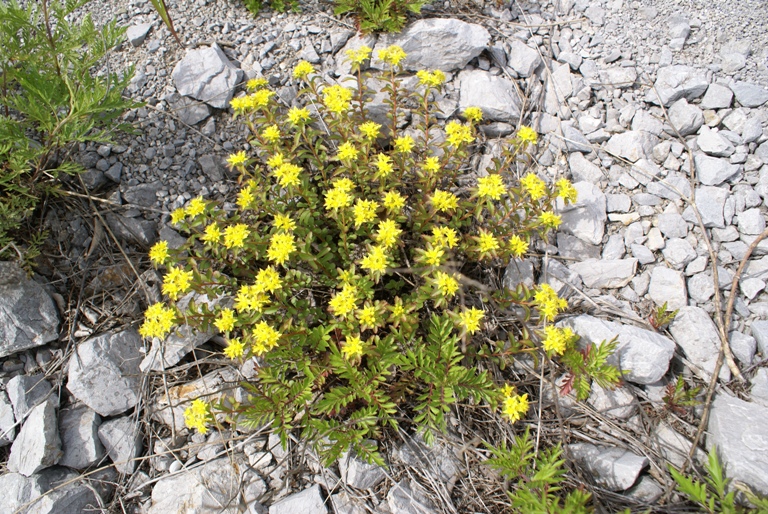Image of Aizopsis sichotensis specimen.