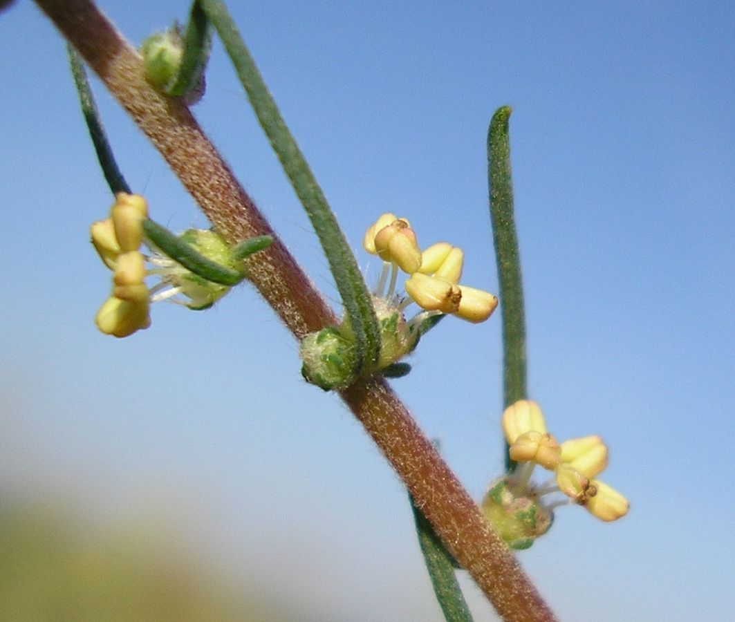Изображение особи Bassia laniflora.