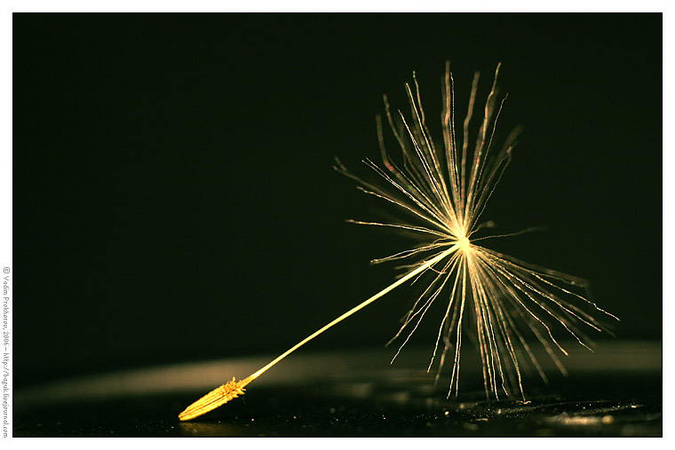 Image of genus Taraxacum specimen.