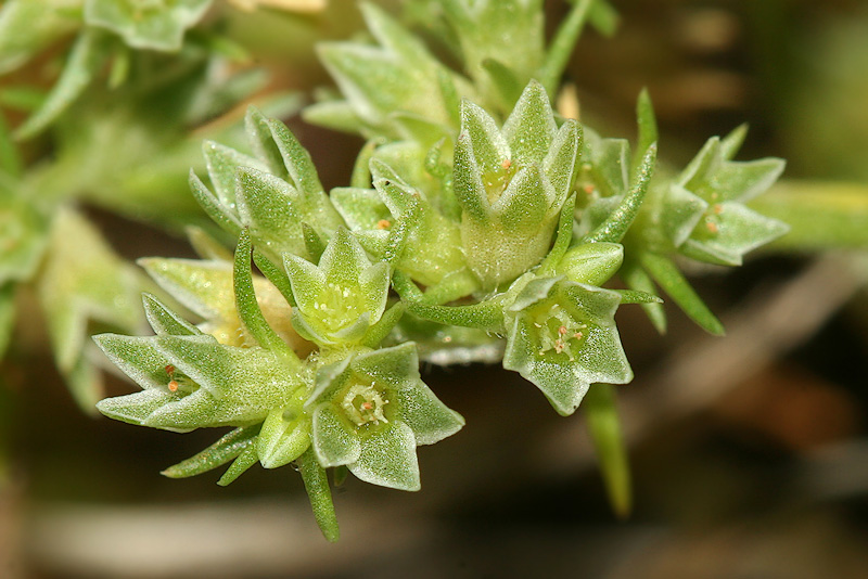 Изображение особи Scleranthus annuus.