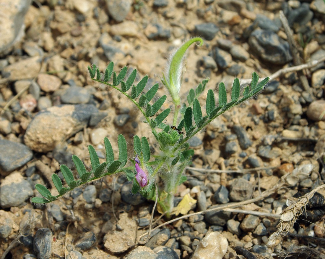 Изображение особи Astragalus camptoceras.