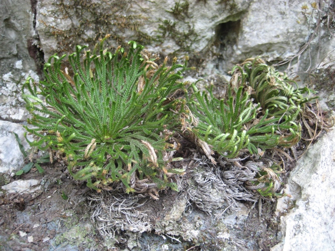 Image of Selaginella tamariscina specimen.