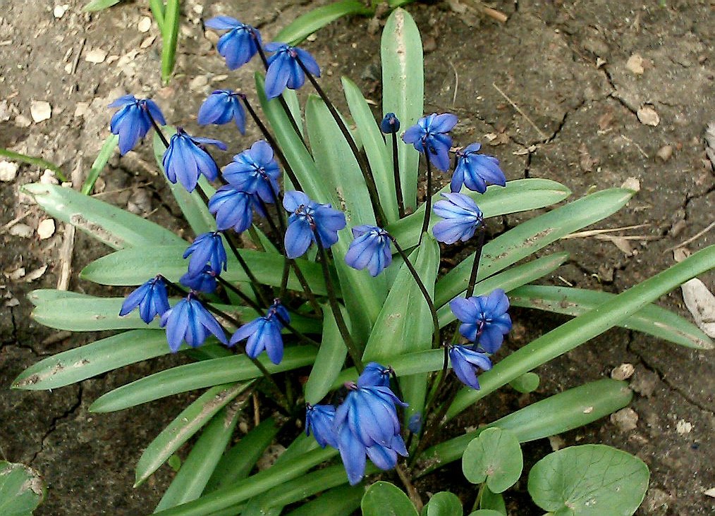 Изображение особи Scilla siberica.