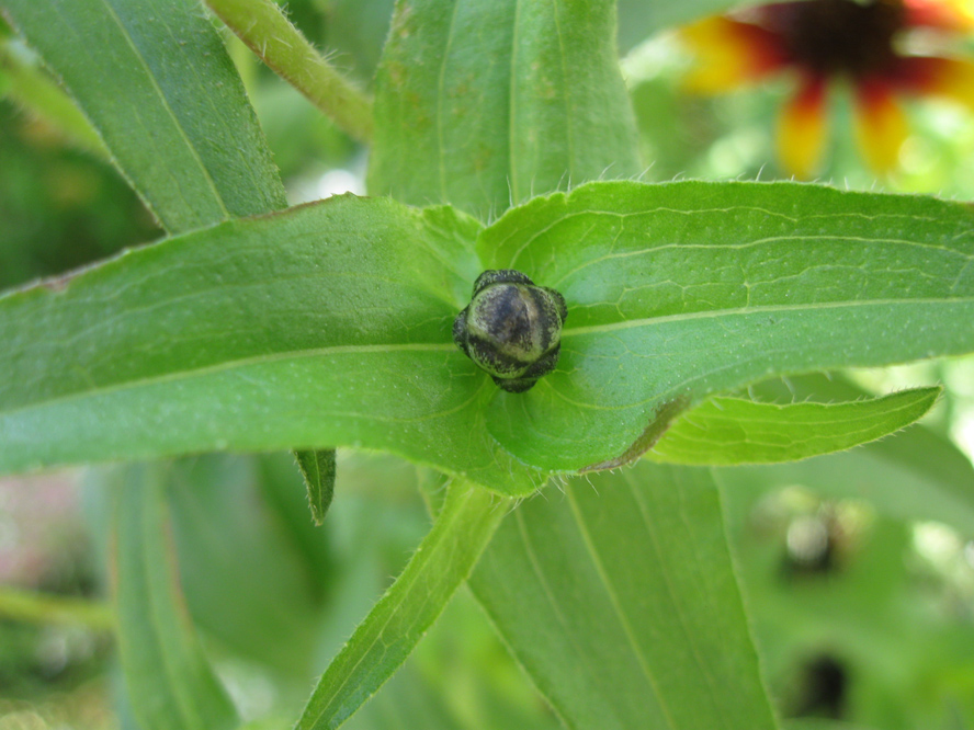 Изображение особи Zinnia angustifolia.