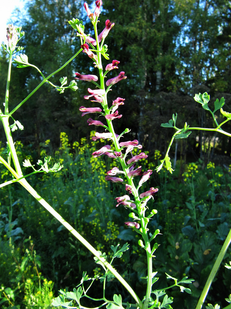 Изображение особи Fumaria officinalis.