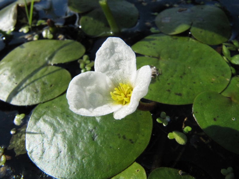 Image of Hydrocharis morsus-ranae specimen.