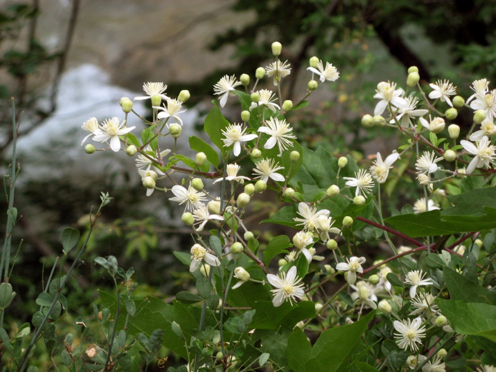 Image of Clematis vitalba specimen.