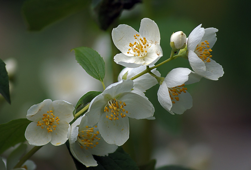 Image of Philadelphus coronarius specimen.