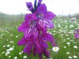 Gladiolus caucasicus