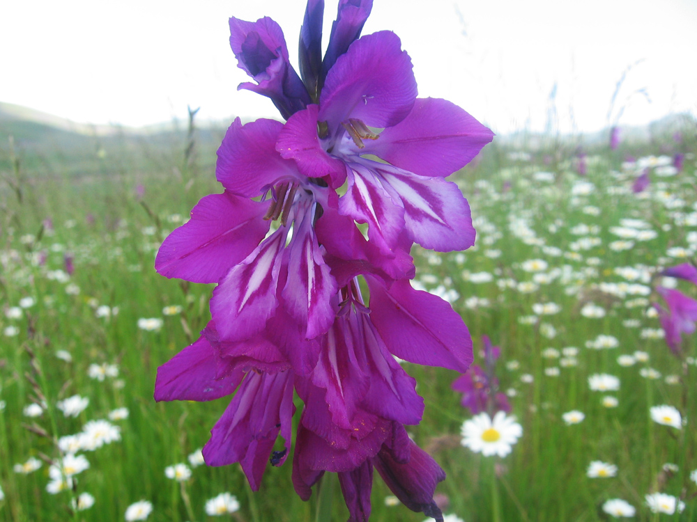 Изображение особи Gladiolus caucasicus.