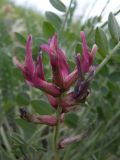 Astragalus brachycarpus