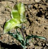 Tulipa wilsoniana