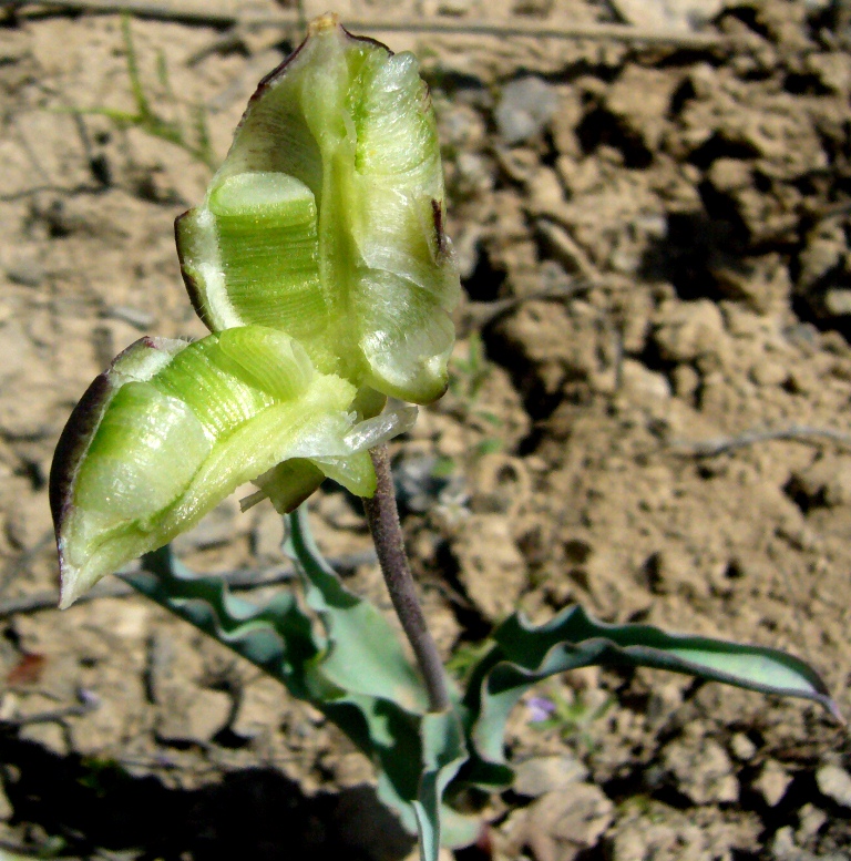 Изображение особи Tulipa wilsoniana.