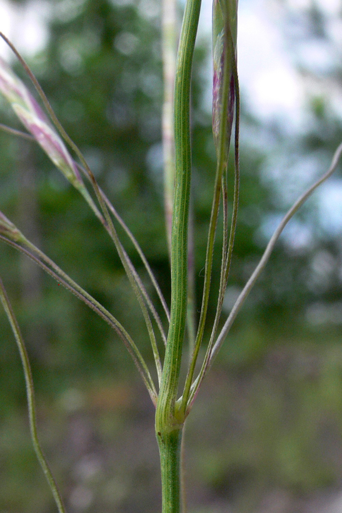 Изображение особи Bromopsis inermis.