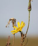 Tragopogon orientalis