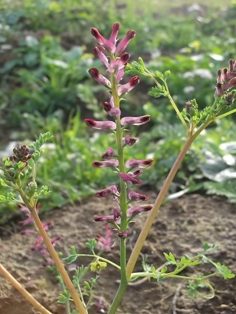 Изображение особи Fumaria officinalis.