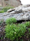 Woodsia ilvensis