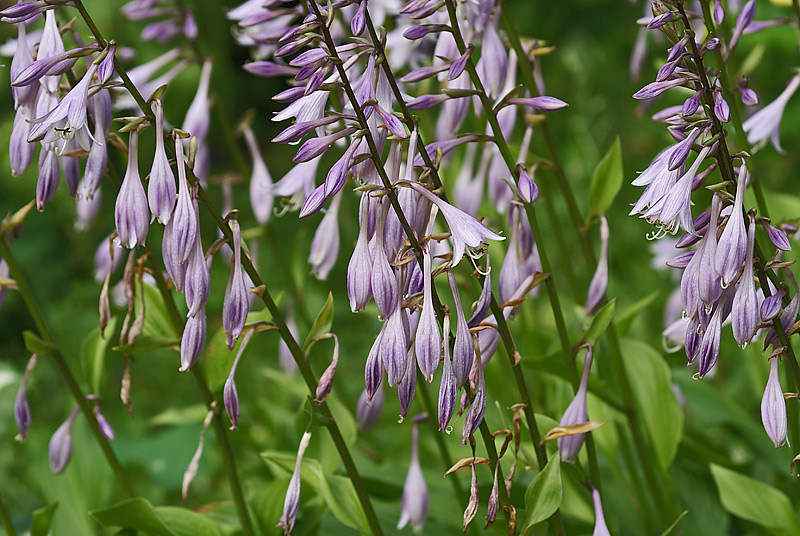 Image of Hosta albomarginata specimen.