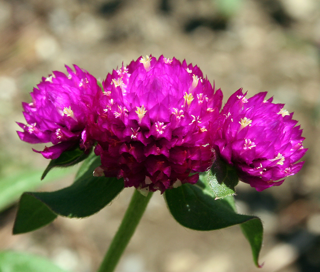 Image of Gomphrena globosa specimen.