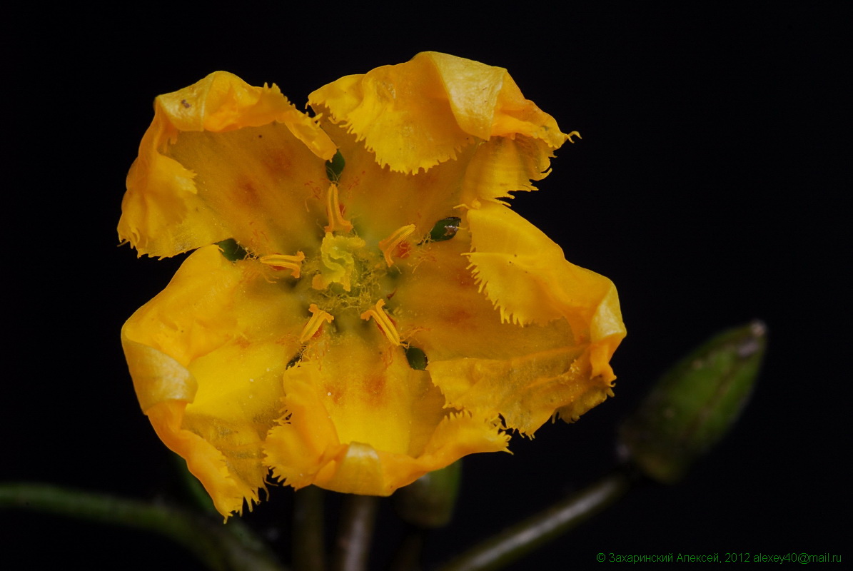 Изображение особи Nymphoides peltata.