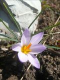 Crocus reticulatus