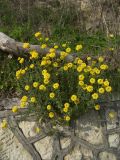 Alyssum trichostachyum