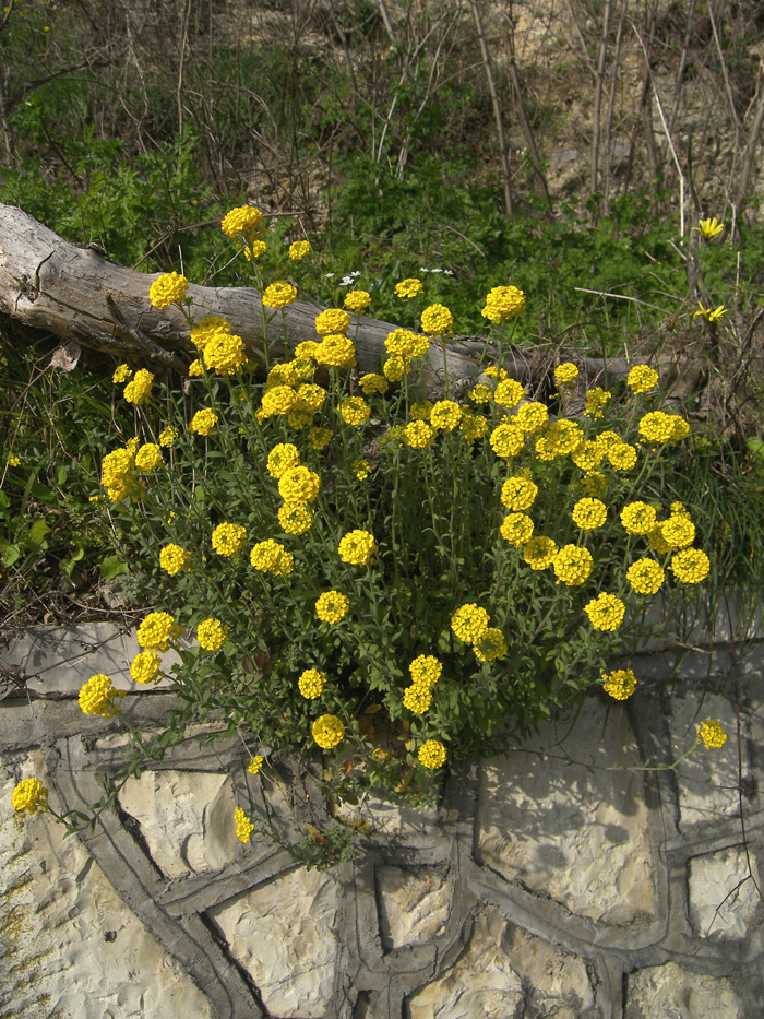 Изображение особи Alyssum trichostachyum.