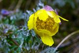 View full-size image Adonis volgensis