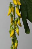 Laburnum × watereri. Средняя часть соцветия. Германия, г. Кемпен, в культуре. 03.05.2012.