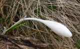 Crocus heuffelianus