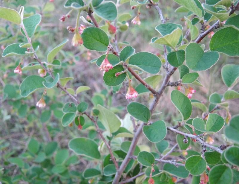 Image of Cotoneaster melanocarpus specimen.