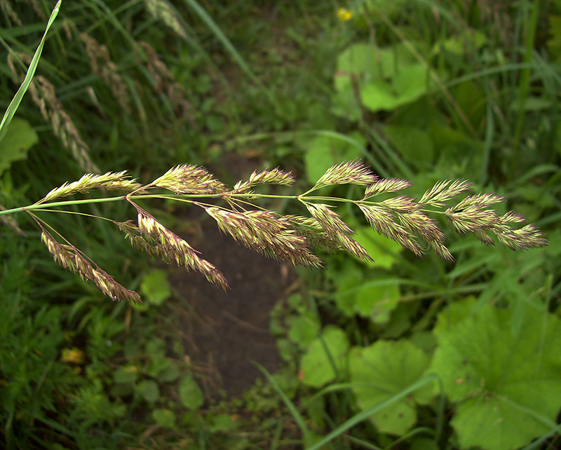 Image of Phalaroides arundinacea specimen.