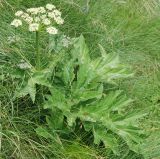 Heracleum orsinii. Цветущее растение. Черногория, Динарское нагорье, горный массив Дурмитор. 05.07.2011.