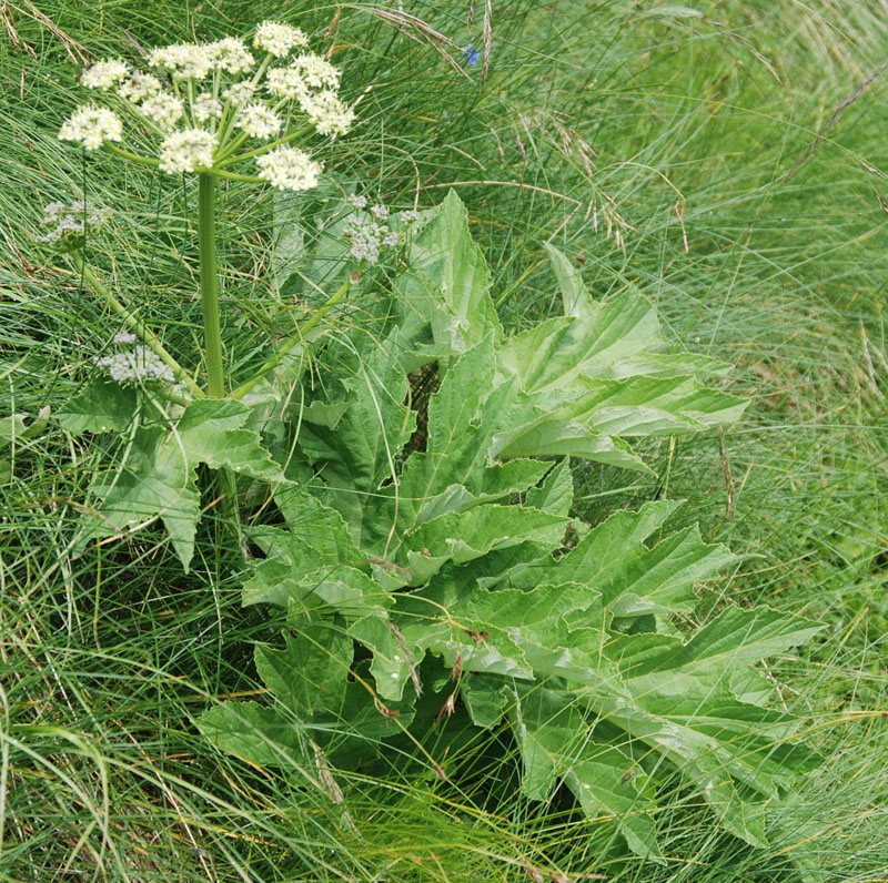 Image of Heracleum orsinii specimen.