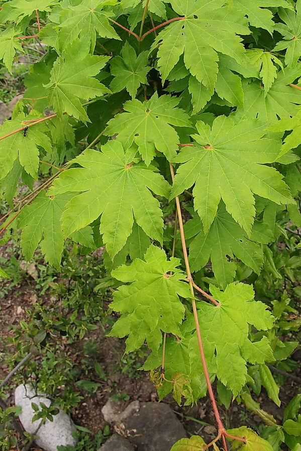 Image of Acer sieboldianum specimen.