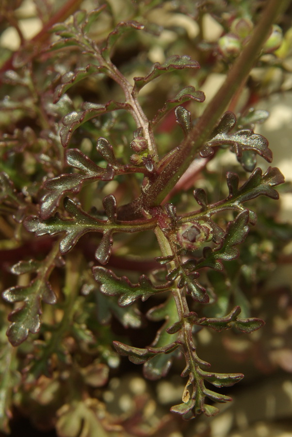 Image of Scrophularia exilis specimen.