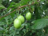 Prunus cerasifera. Ветвь с незрелыми плодами. Украина, г. Киев, Южная Борщаговка, просп. Академика Королёва, в культуре. 15 июня 2012 г.