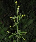 Sisymbrium officinale