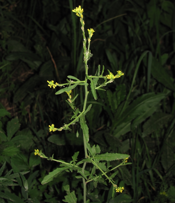 Изображение особи Sisymbrium officinale.