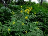 Lysimachia vulgaris