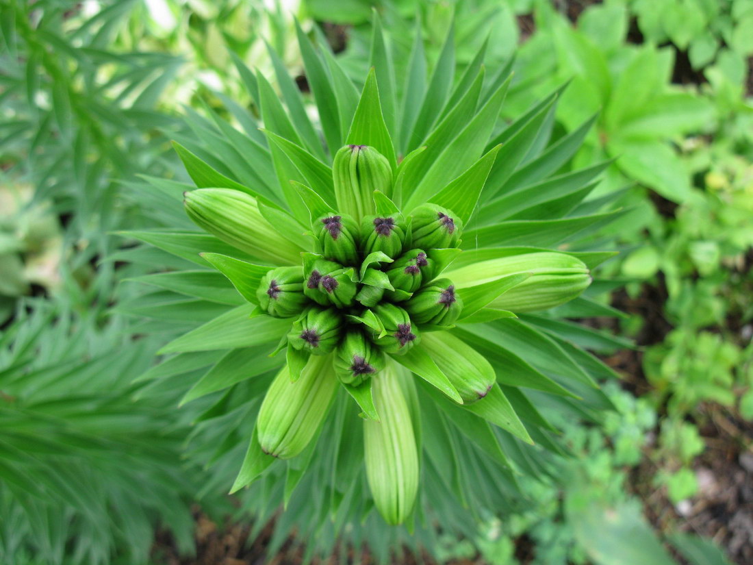 Изображение особи Lilium monadelphum.