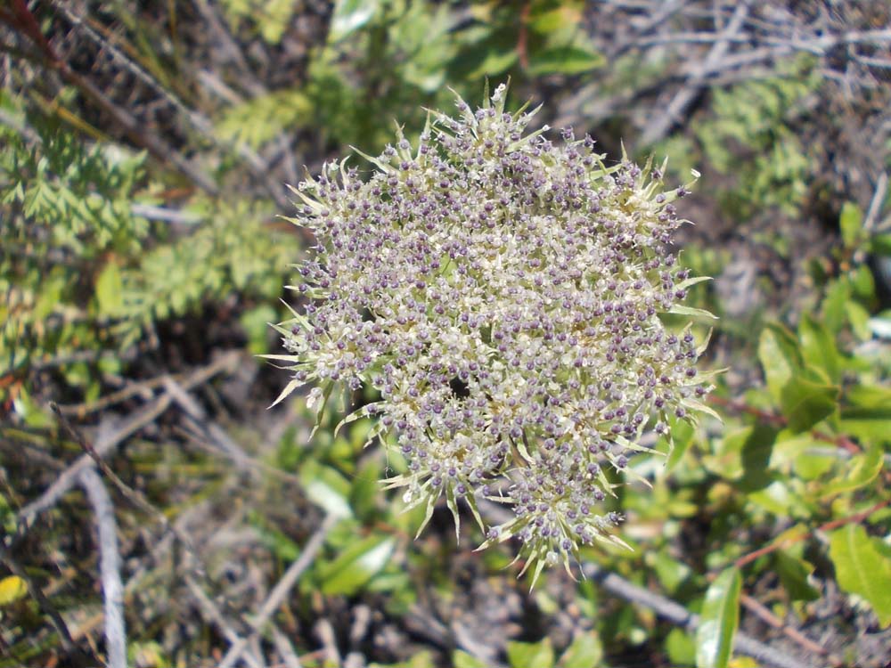 Image of Seseli condensatum specimen.