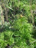 Paeonia tenuifolia