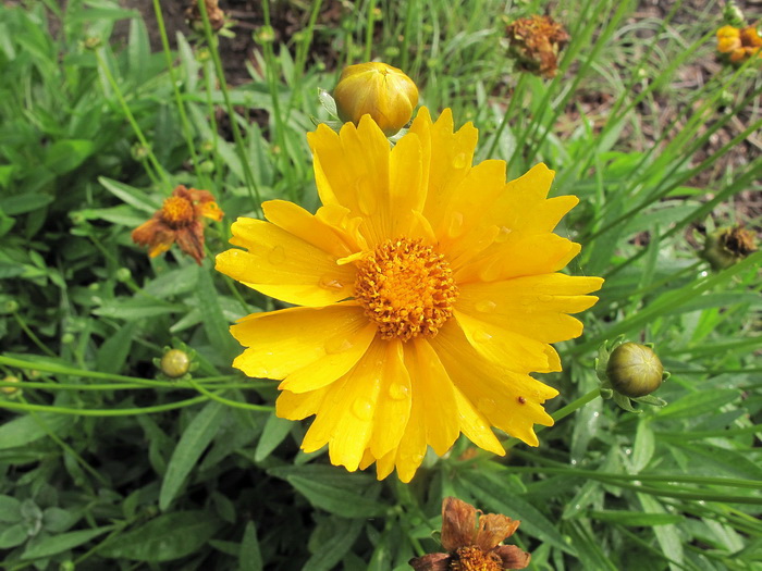 Изображение особи род Coreopsis.