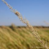 Calamagrostis glomerata. Веточки осыпавшегося соплодия. Ростовская обл., Неклиновский р-н, Троицкое с/п, дол. р. Миус. 03.08.2012.