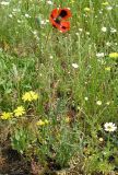 Papaver laevigatum